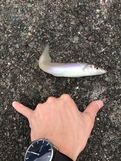 福井で夏のケンサキイカエギングと五目釣り